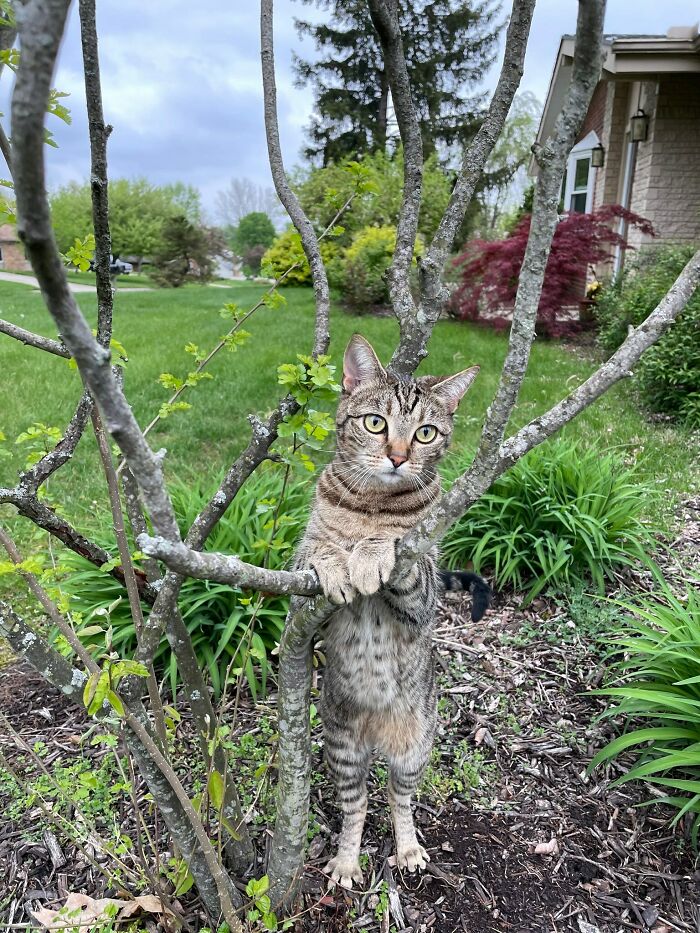 A funny pet, a tabby cat, stands upright on its hind legs, clinging to a tree branch.