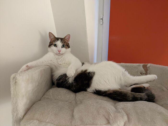 A funny pet, a cat, lounging on a cat tree in an unusual, relaxed pose, looking directly at the camera.