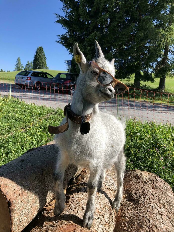 Funny pets: A gray goat wearing sunglasses stands on logs, looking cool and quirky on a sunny day.
