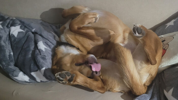 A funny pet, a golden dog, sleeps upside down, tongue out, on a couch with a star blanket. Clearly missed the memo.