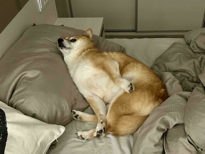 Funny pets: A Shiba Inu dog lying on a bed in a peculiar, twisted position, looking up.