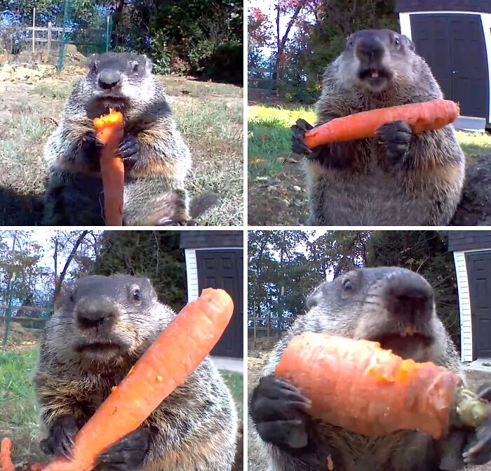 A four-panel image shows a groundhog excitedly eating a large carrot, highlighting life on a farm.