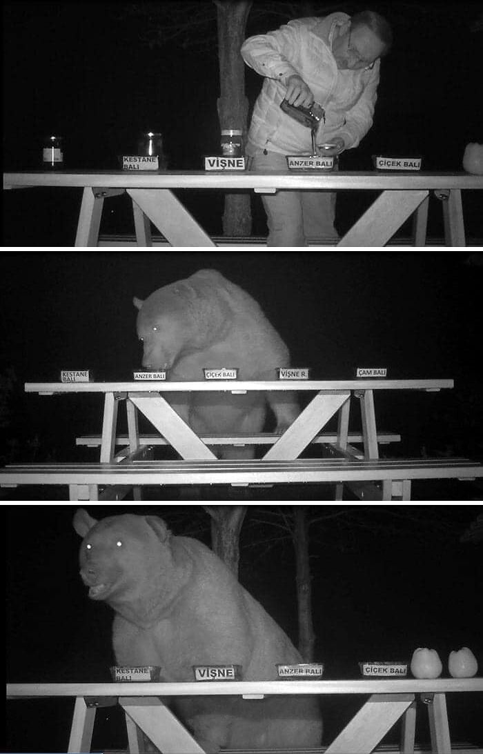A three-panel night vision image showing a man setting out honey for a bear. Live on a farm, they said.