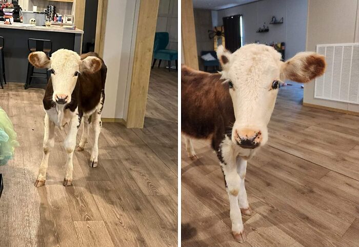 A young brown and white calf stands on a wooden floor, looking curiously at the camera. Live on a farm, they said.