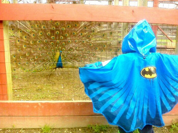 A child in a blue Batman cape with arms spread, facing a peacock with its tail fanned out behind a fence on a farm.