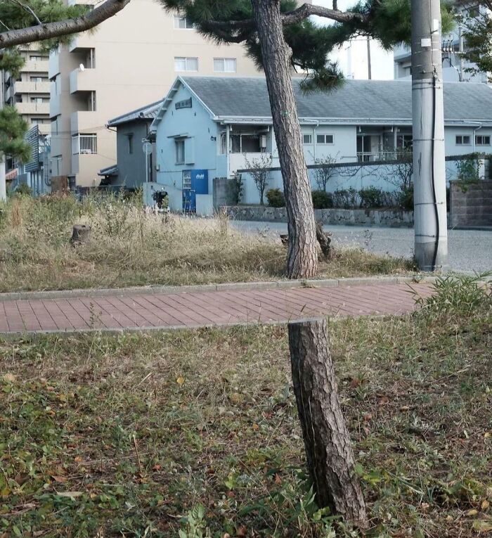 Tree and its reflection in water align perfectly, creating a misleading and confusing photo that looks like a real-life glitch.