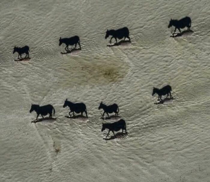 Zebras casting shadows that look like horses in a misleading and confusing photo resembling a glitch in real life.