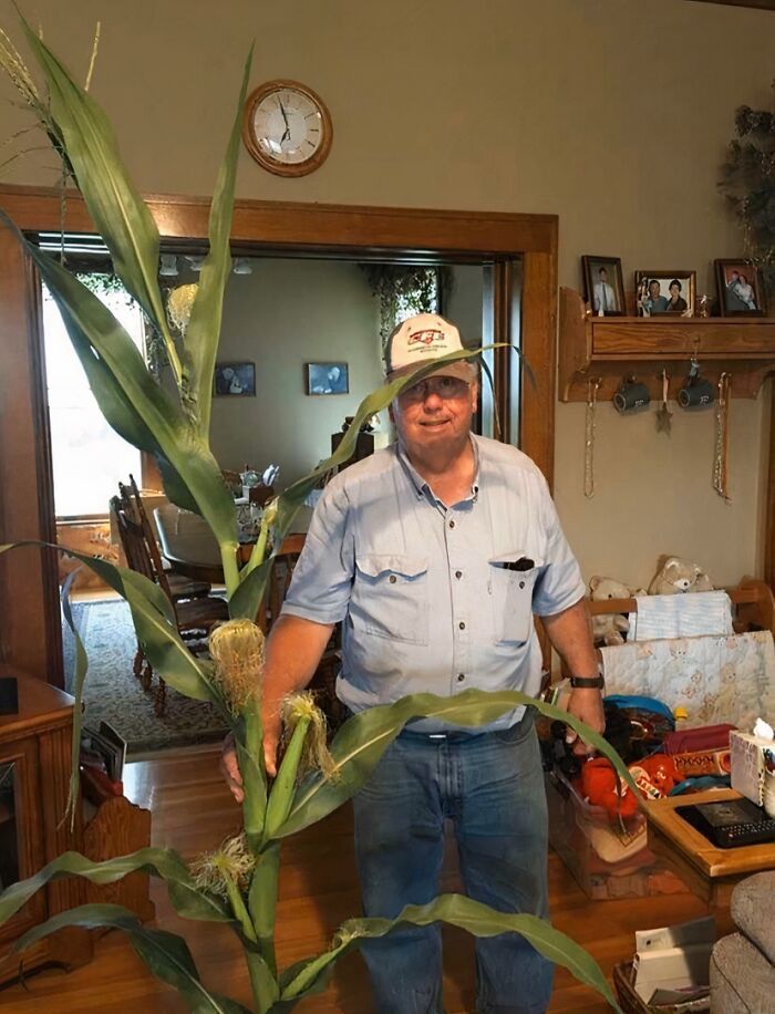 A man in a hat and jeans, smiling, holding a large corn stalk in his living room, a sight city kids might not understand. Live on a farm life!