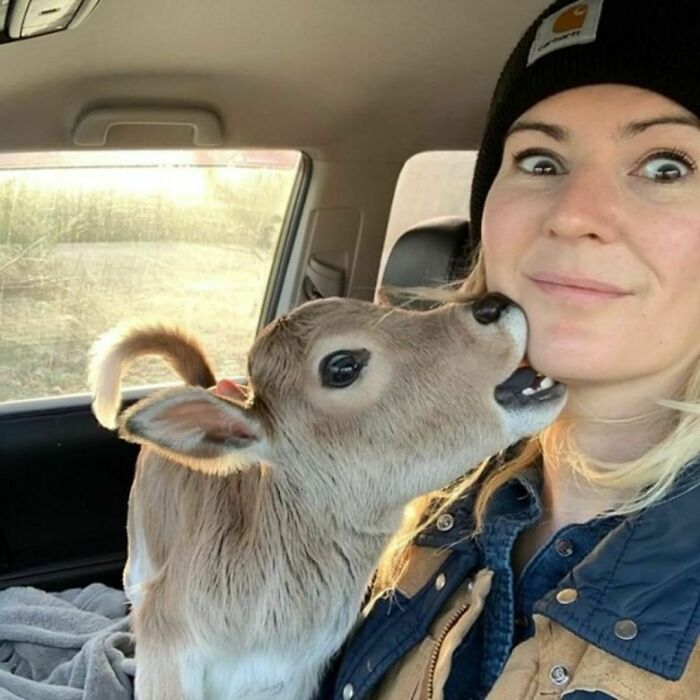 Woman in a Carhartt hat with a baby calf nibbling her ear, capturing a funny farm moment.