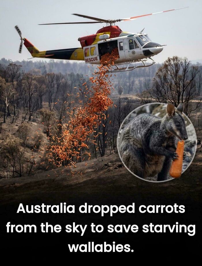 An interesting and uplifting post showing a rescue helicopter dropping carrots for starving wallabies in Australia.