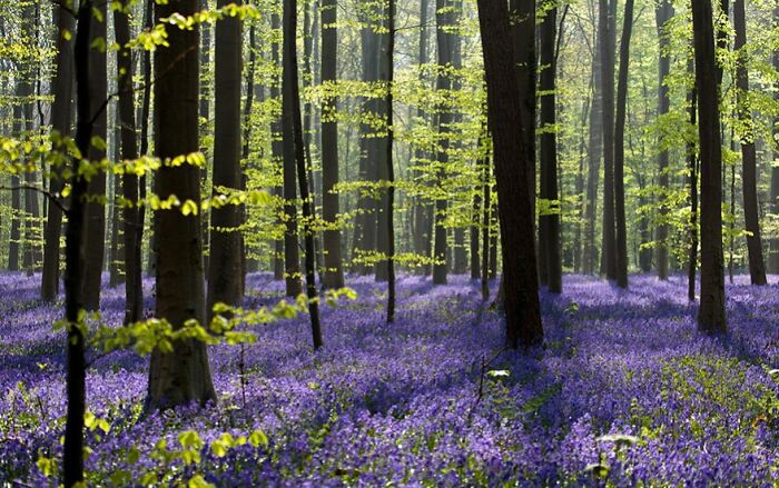 Breathtaking travel photos of a sun-dappled forest floor covered in vibrant purple bluebell flowers and tall trees with light green leaves.
