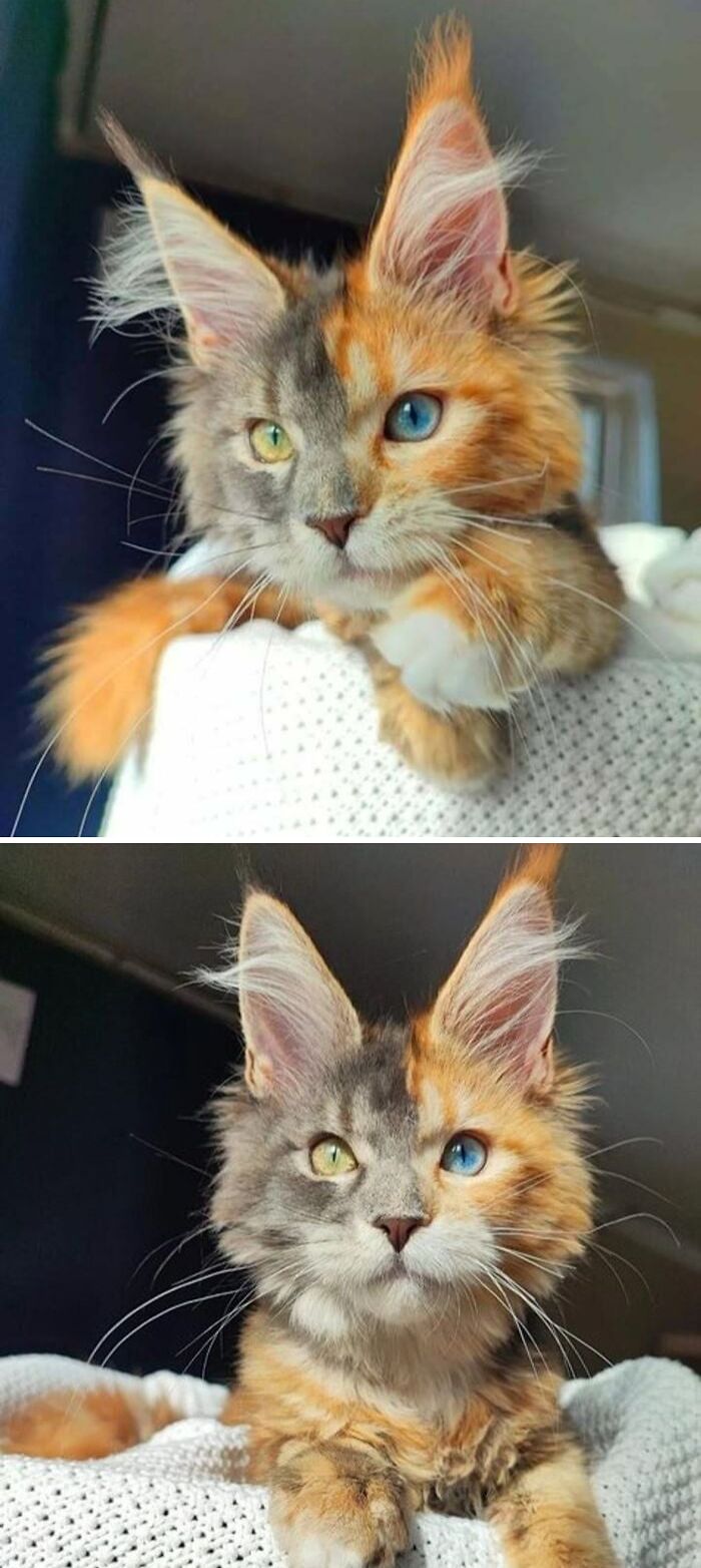 Cat with striking heterochromatic eyes and two-tone fur resembling a devil sunrise color pattern relaxing indoors.