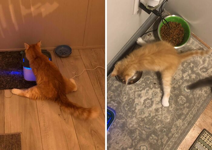 Funny pets show odd sitting and eating positions. An orange cat sips water while spread out, another eats with splayed legs.