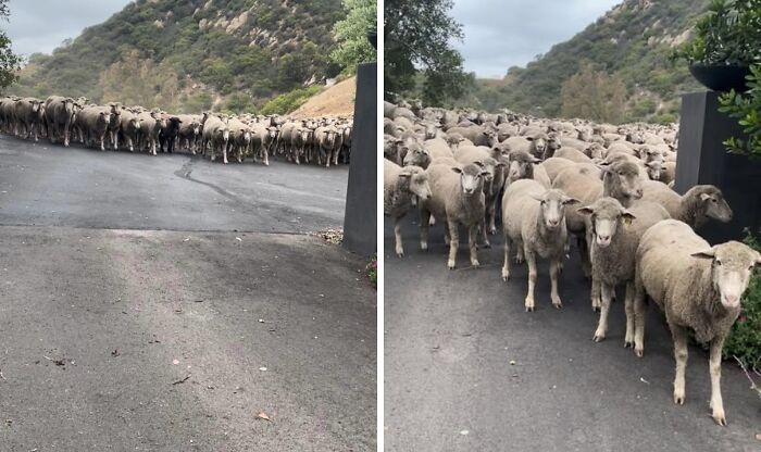 A large herd of sheep on a paved road with hills in the background. A common sight if you live on a farm.