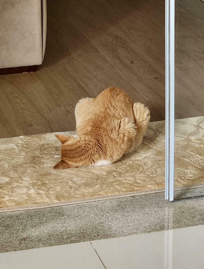 A funny pet, an orange cat, curled into a ball on a rug, with its head on the ground, seemingly sleeping.