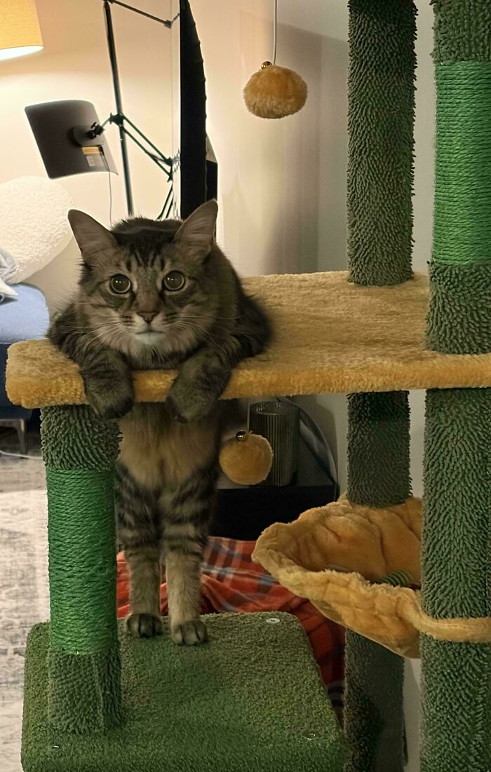A tabby cat on a cat tree, looking at the camera with wide eyes. This funny pet seems to be standing in an odd way.