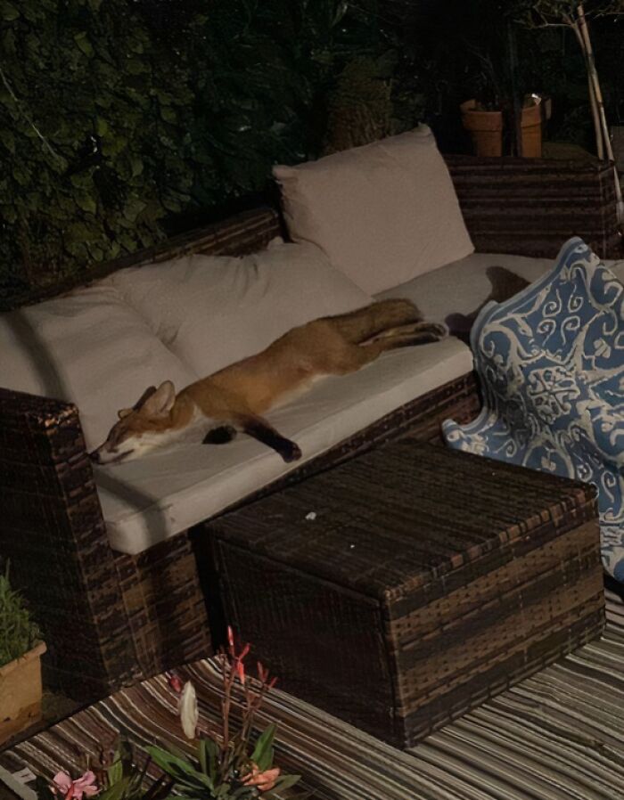 Fox resting stretched out on an outdoor couch at night in a garden setting with plants and patio furniture nearby.