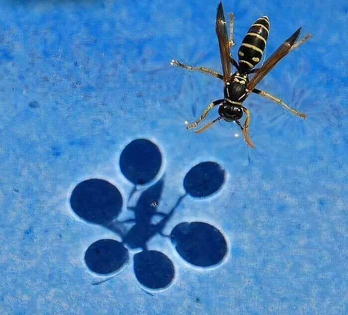 Insect walking on water surface showing surface tension with a distorted shadow resembling a devil sunrise shape.
