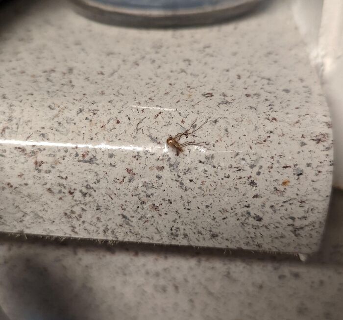 A tiny, d**d insect on a speckled white and brown concrete surface. A home improvement fail of pest infestation.