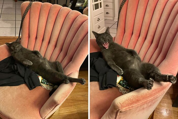 A funny gray cat lounging in a pink chair, first looking at the camera then yawning widely, missing memo on how to exist normally.