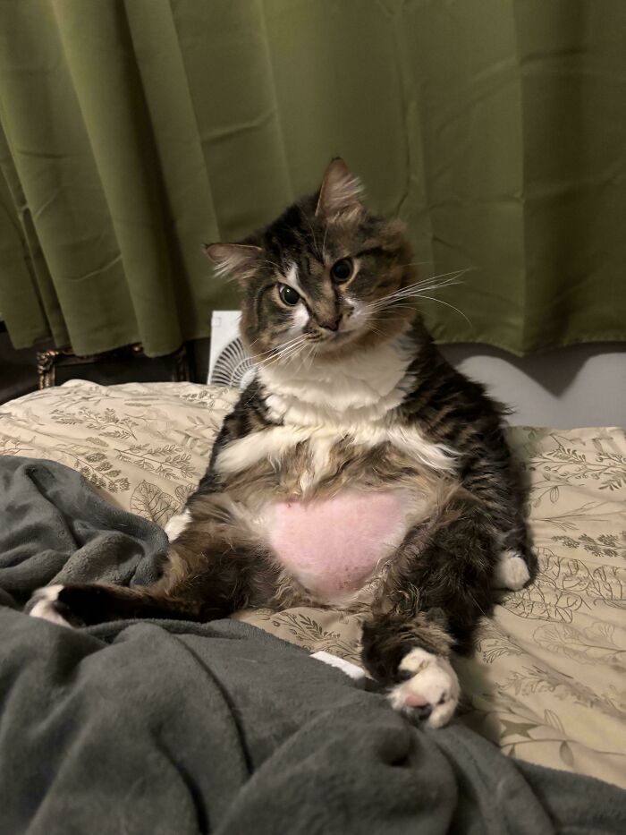 Funny pets: A fluffy tabby cat with a shaved belly sits awkwardly on a bed, looking directly at the camera.