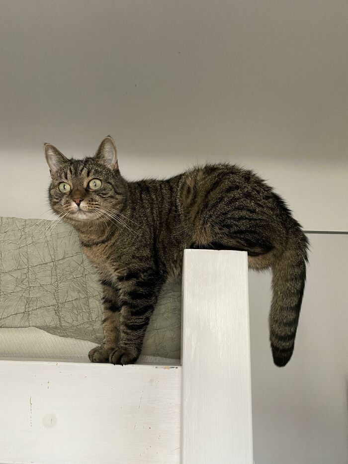 A funny pet, a tabby cat, perched precariously on a white wooden bed frame, looking curious.