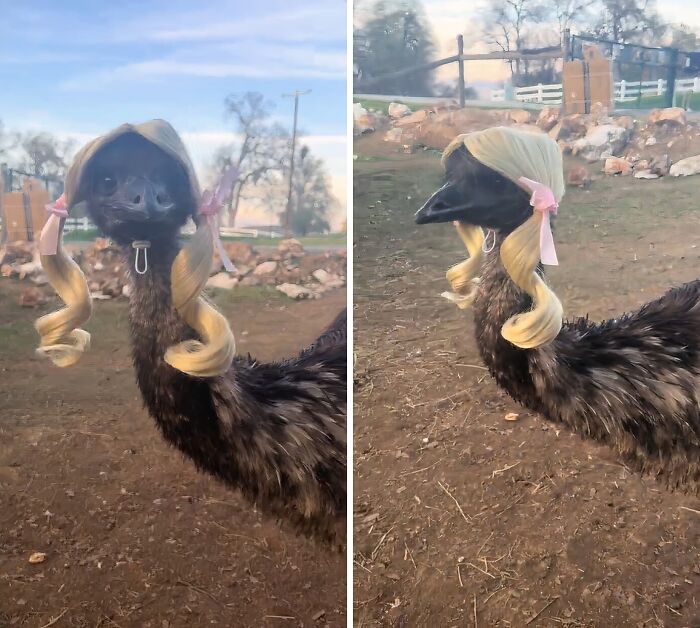 A funny emu wearing a blonde wig with pigtails and pink bows, showcasing life on a farm. Fun for city kids!