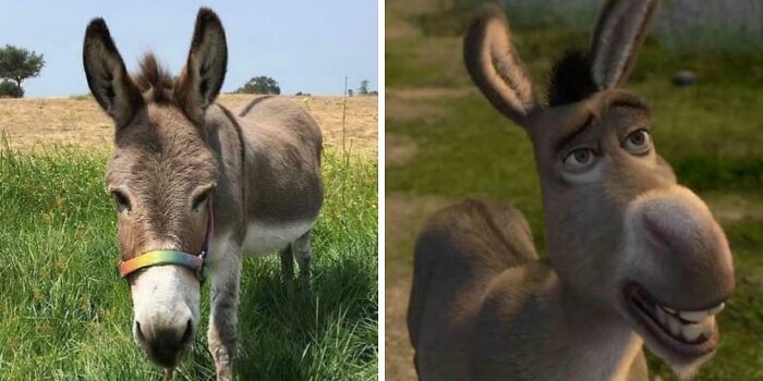 Photo of Perry the donkey, model for Shrek’s Donkey character, standing in green grass with clear blue sky background.