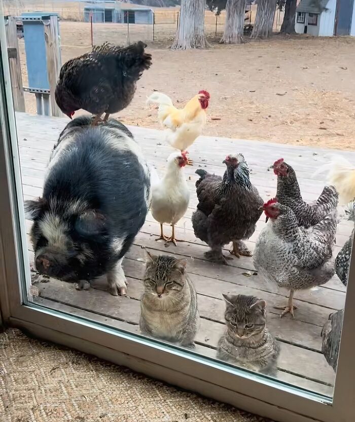 A pig, chickens, and cats looking in through a glass door. A humorous snapshot from farm life, perfect for city kids to ponder.