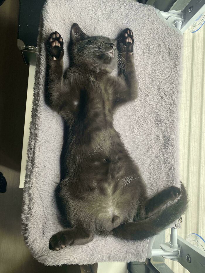 A funny pet, a black cat, is sleeping on its back with paws up, demonstrating a normal way to exist.