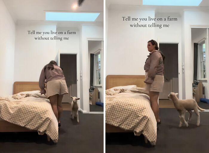 A split image shows a woman with a lamb inside, next to a bed, exemplifying farm life. This won't make sense to city kids.
