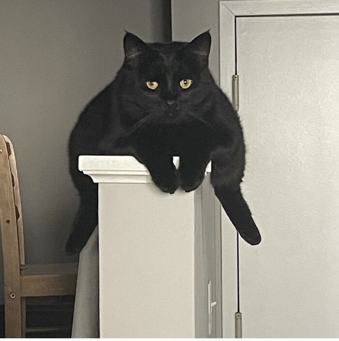 Funny pets: A black cat with bright yellow eyes perches awkwardly on a white pillar, its front paws hanging down.