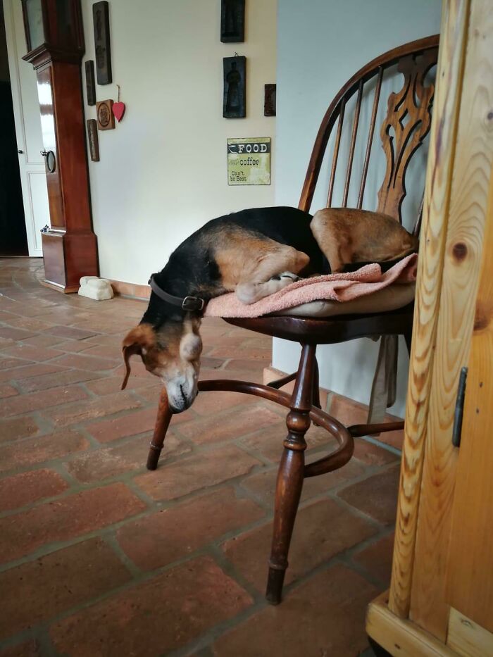 Funny pets: A tired dog hangs its head off a wooden chair, sleeping awkwardly on a pink towel.