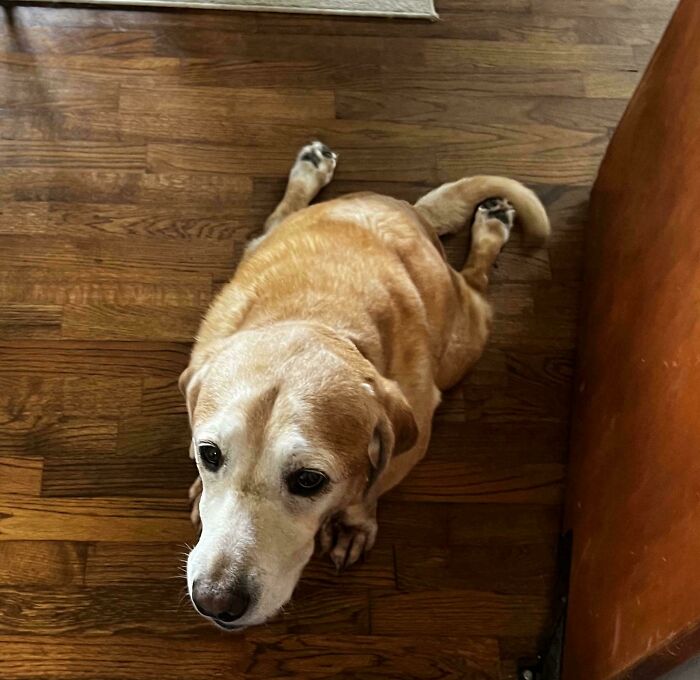 A funny pet, a golden retriever, lying in an odd frog-like pose on a hardwood floor, looking up at the camera.