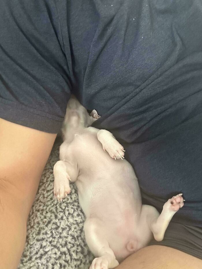 A funny pet, a small light-colored dog, lies upside down between a person's legs, nestled into dark blue shorts.