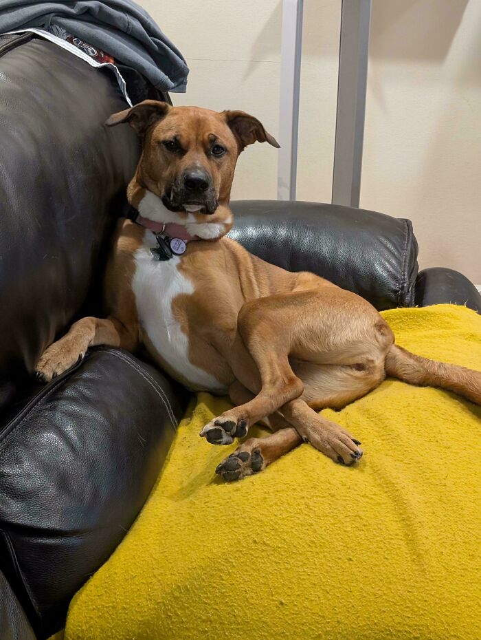 A funny pet, a brown dog, lounging on a black leather couch with its legs crossed on a yellow blanket.
