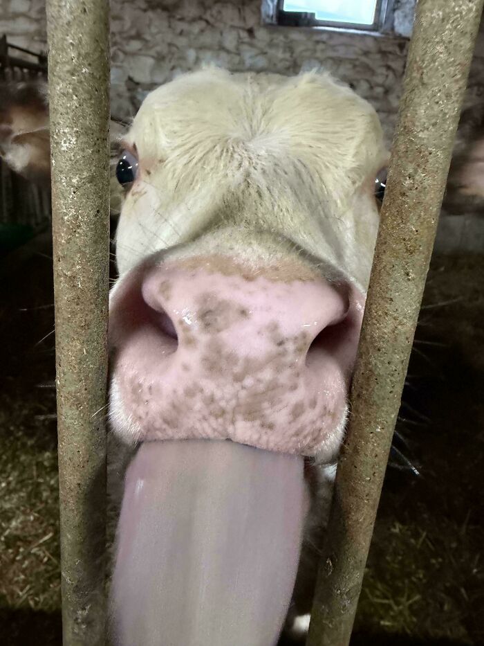 A white cow with a pink nose and tongue sticking out through farm bars. This won't make sense to city kids.