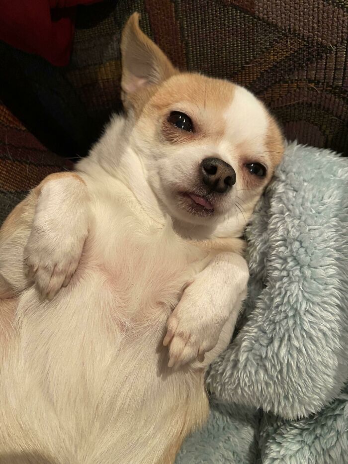 A funny pet, a tan and white chihuahua, lies on its back, tongue slightly out, with a sleepy expression.