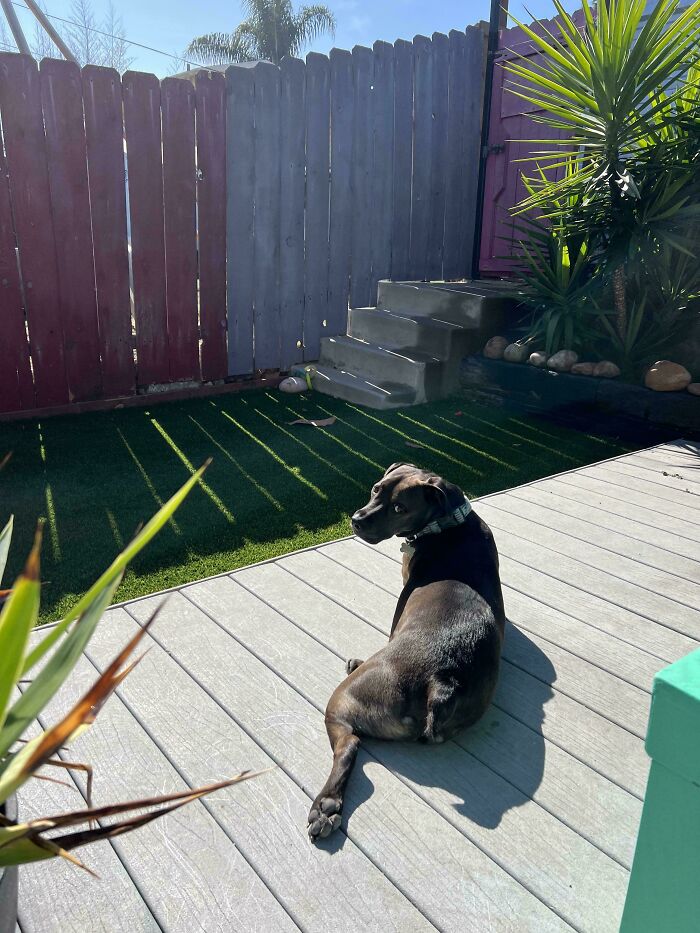 A funny pet, a dark dog, relaxes on a wooden deck, looking back over its shoulder.