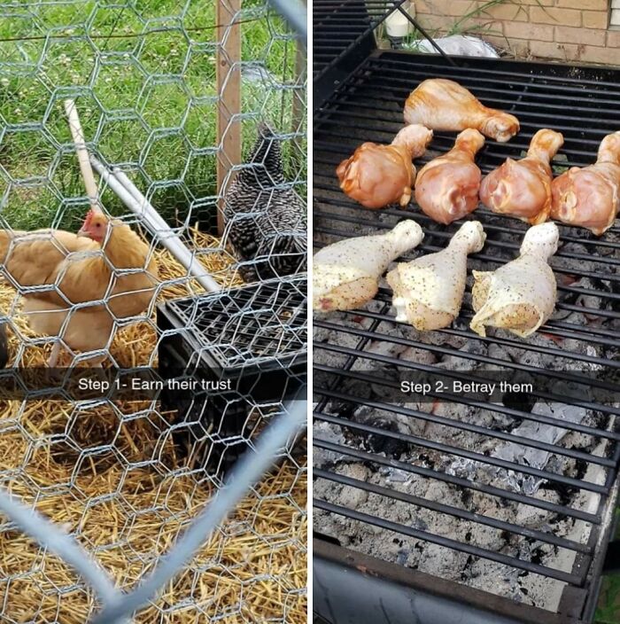 A two-panel image showing chickens on a farm in a coop on the left, and chicken drumsticks grilling on the right.