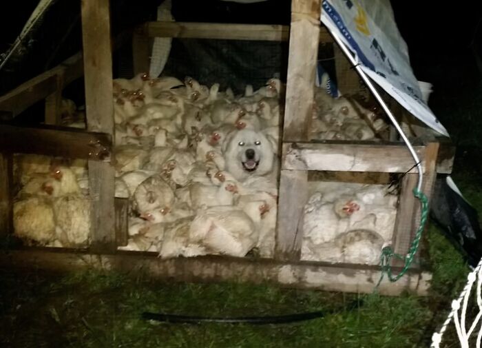 A large white dog smiles, surrounded by a dense group of white chickens in a wooden coop. Life on a farm.