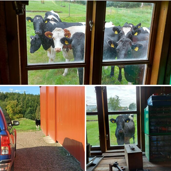 Cows peer into windows, creating a humorous scene that won't make sense to city kids. Live on a farm life depicted.