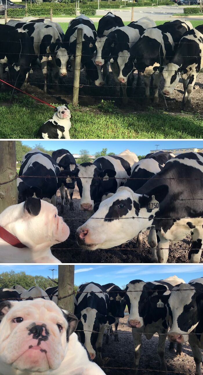 A bulldog puppy observing cows on a farm. These 61 pics are baffling to city kids.
