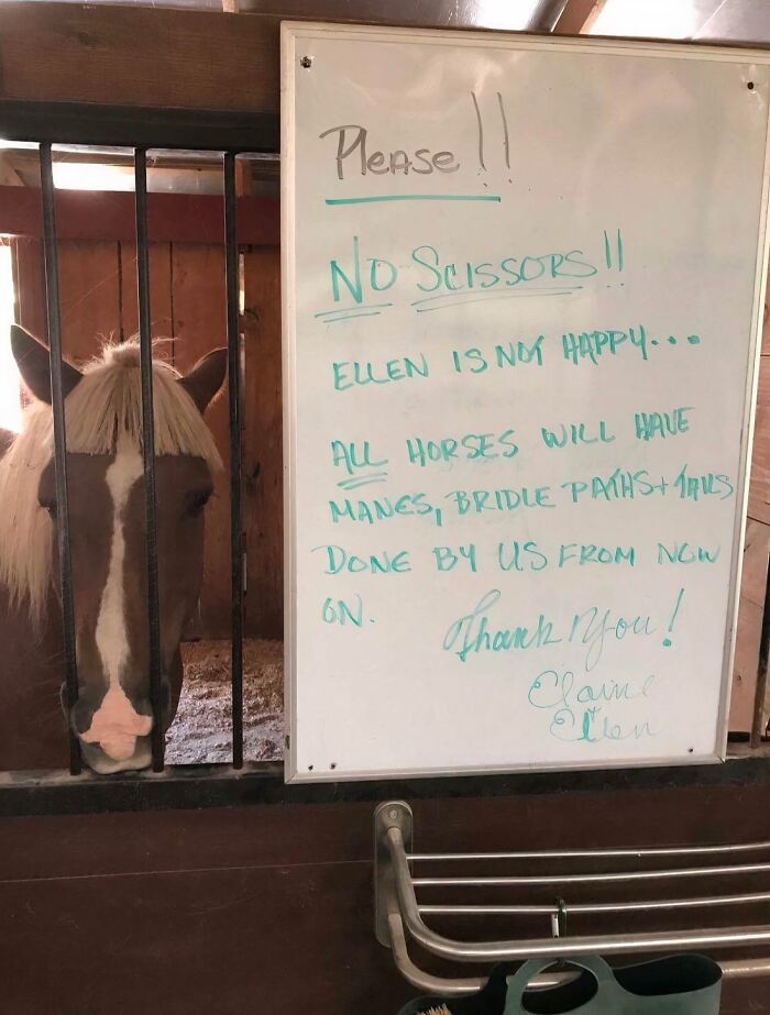 A horse peeks from a stall next to a whiteboard note reading "No Scissors!" Hilarious farm life moment.
