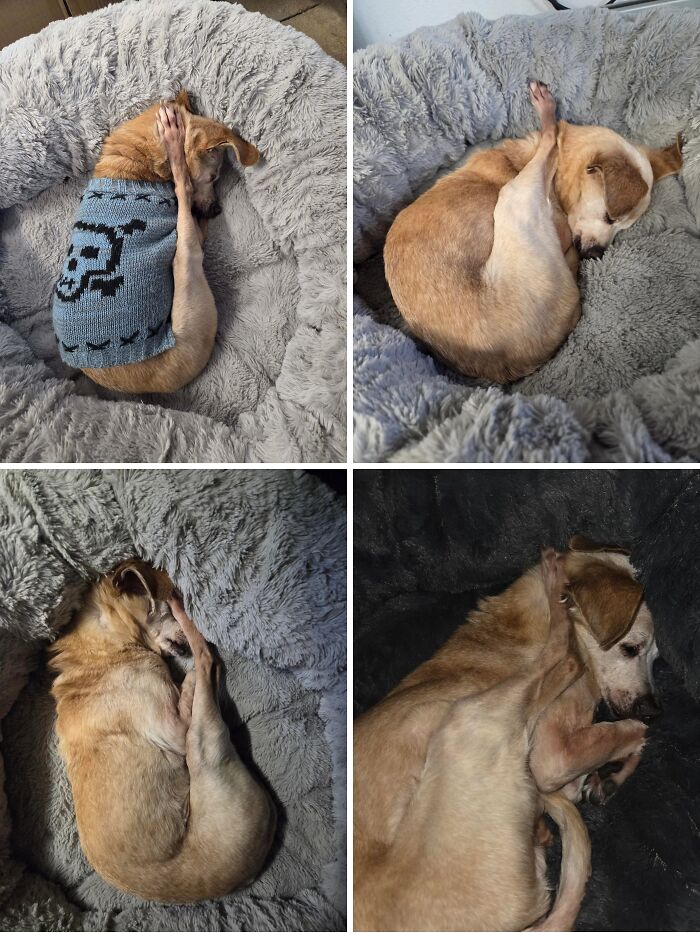 A collage of four images showing a funny pet, a tan dog, sleeping in contorted positions on soft beds.