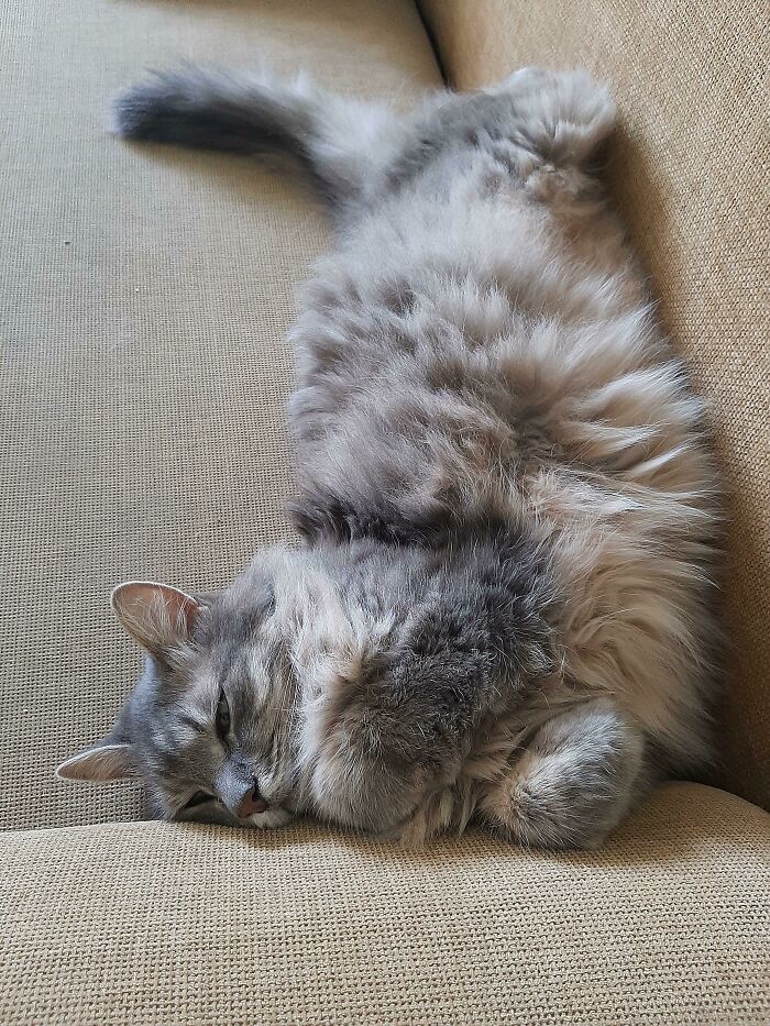 A funny pet, a fluffy grey cat, lies upside down on a beige couch, demonstrating unusual sleeping posture.