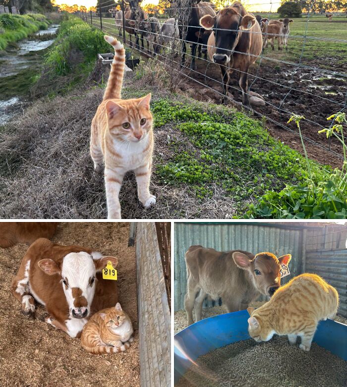 An orange cat interacts with cows and calves on a farm. These cute farm animals will make you want to live on a farm!