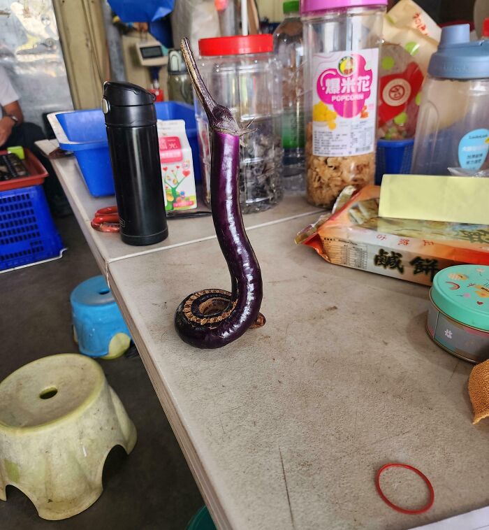 A uniquely curved purple eggplant, resembling a snake, stands on a table. This farm sight won't make sense to city kids.