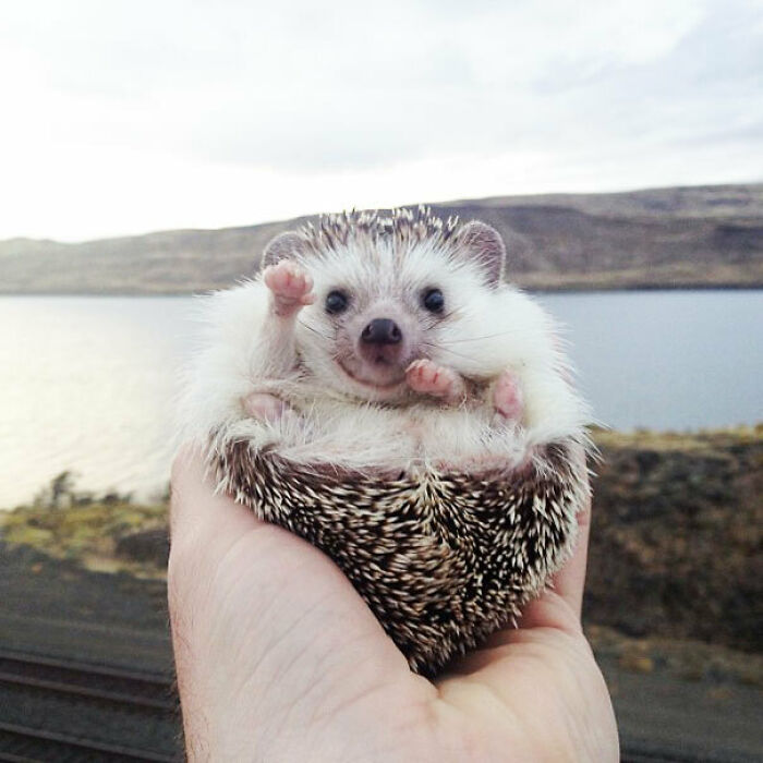 A fluffy white and brown hedgehog, held in a person's hand, looking like one of the funny pets, with a lake and hills in the background.