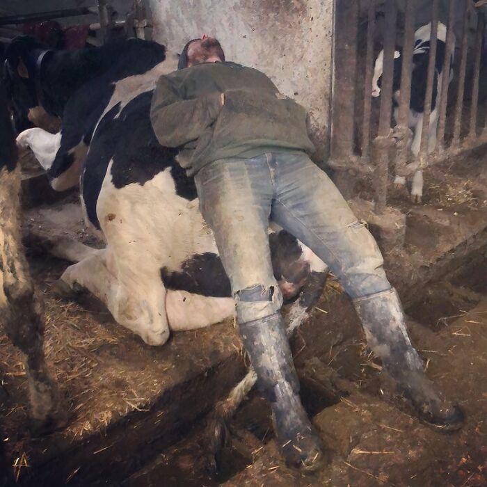 Man in dirty clothes and boots lying on a cow in a muddy barn, a scene that makes sense to live on a farm.